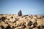 Schlachten des Opfers wurde in Marokko verboten
