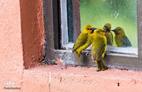 تصاویر غیر معمول از پرندگان