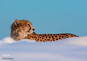 روز ملی حفاظت از یوزپلنگ آسیایی