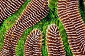 عجایب اعماق دریا