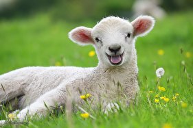 حیوانات هم از بهار سهم دارند