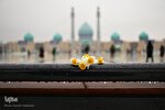 حال و هوای بارانی مسجد مقدس جمکران در روز نیمه شعبان