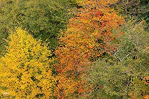 Yanayin kaka a cikin dazuzzukan Arewacin Iran