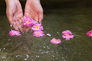 Ritual kuno memetik mawar di Niasar, Iran